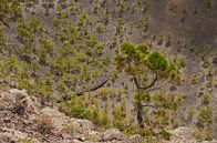 Dennenbomen in een vulkaankrater par Carola van Rooy Aperçu