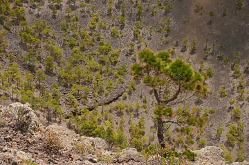 Dennenbomen in een vulkaankrater by Carola van Rooy