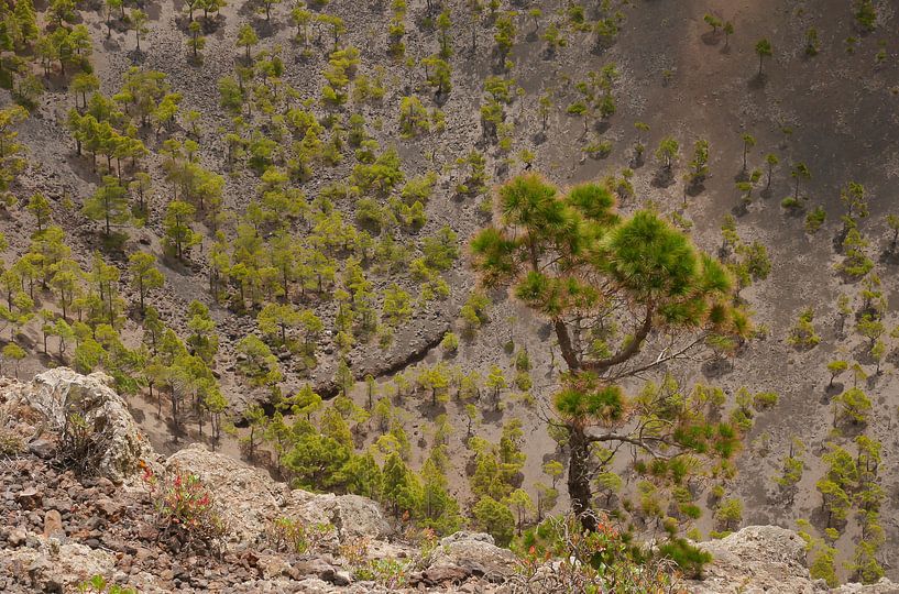 Dennenbomen in een vulkaankrater par Carola van Rooy