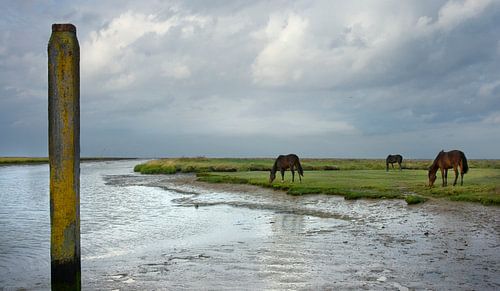 Paarden grazen bij Noordpolderzijl in de herfst