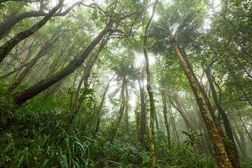 Brouillard dans la forêt tropicale - Parc national de Daintree dans le Queensland, Australie. sur Jiri Viehmann