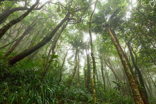 Mist in het tropisch regenwoud - Daintree National Park in Queensland, Australië.