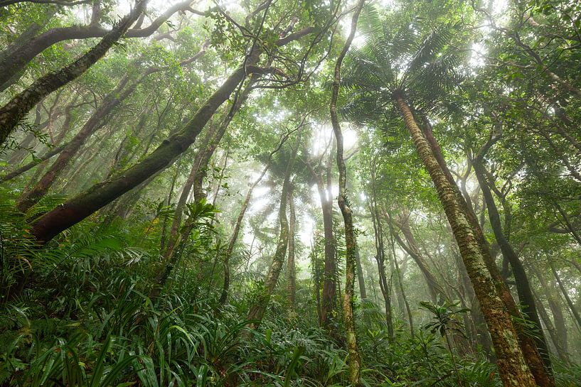 Mist in the tropical rainforest - Daintree National Park in Queensland, Australia. by Jiri Viehmann