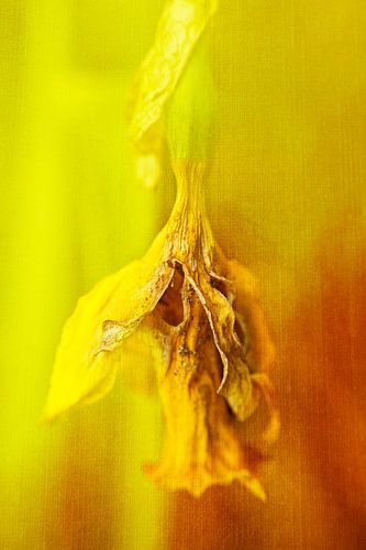 bedorven bloem naar beneden