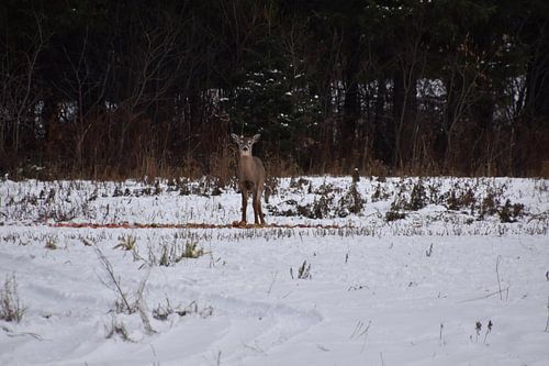 Een jong hert in een gebied