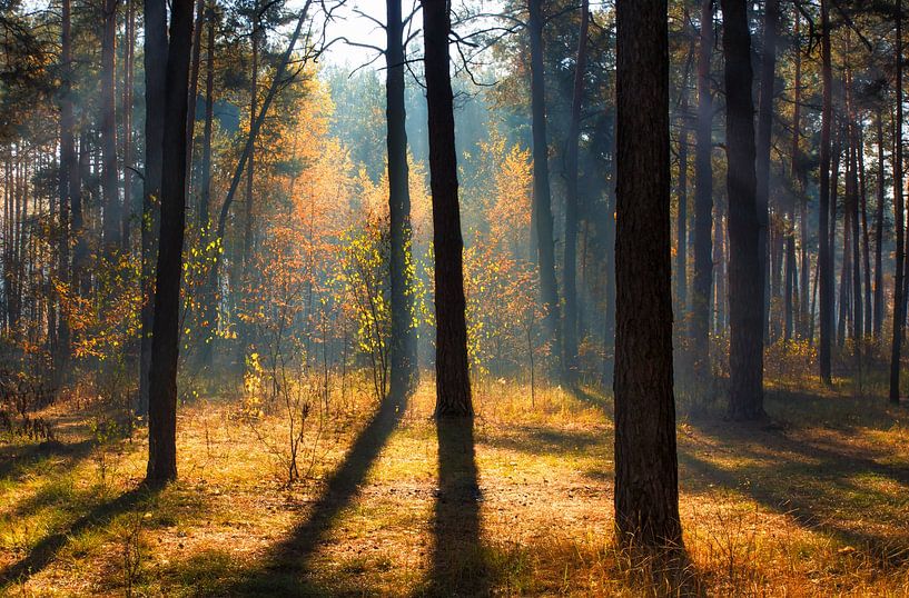 sunny autumn forest by Mykhailo Sherman