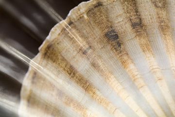St. Jacobs schelp met strepen van licht van Lisette Rijkers
