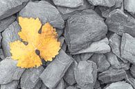 Een geel verkleurd herfstblad op grijze leistenen van Bas Meelker thumbnail