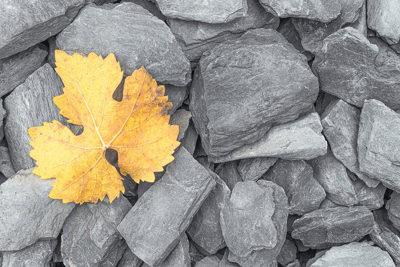 Une feuille d'automne jaune décolorée sur des ardoises grises par Bas Meelker