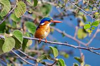 IJsvogel (Malachiet Kingfisher)