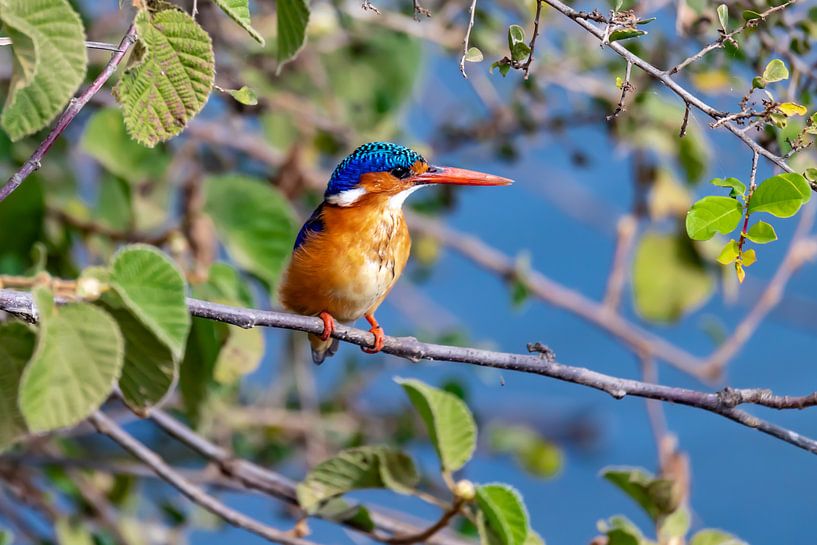 Eisvogel (Malachitliest) von Eline en Siebe Weersma