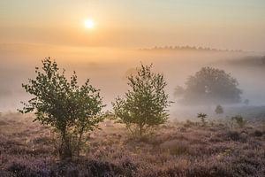 Boompjes op de Posbank