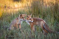 Foxes twins