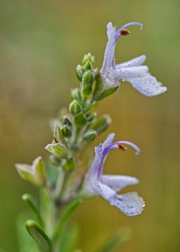 Rosemary Flowers in Fall by Iris Holzer Richardson