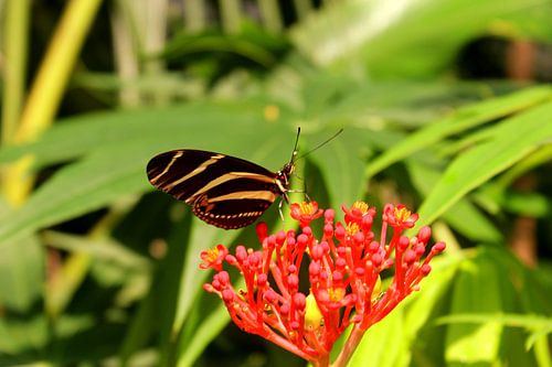Schmetterling
