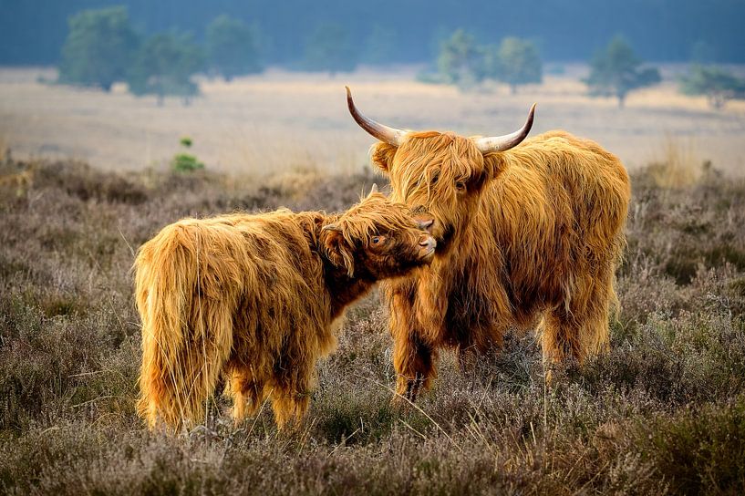 Liebe von John Goossens Photography