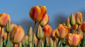 Oranje boven van D. Henriquez