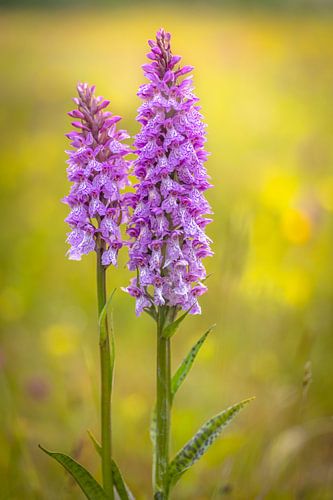 Orchidées à l'état sauvage sur l'île de Texel au lever du soleil
