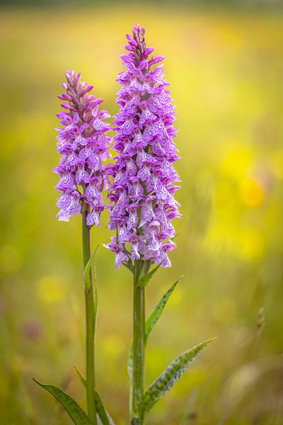 Orchidées à l'état sauvage sur l'île de Texel au lever du soleil par Andy Luberti
