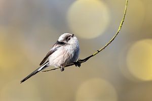 Schwanzmeise vor einem schönen Bokeh-Hintergrund von Gianni Argese