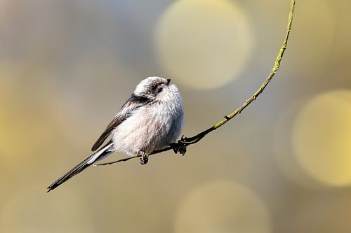 Mésange à queue sur un joli fond bokeh
