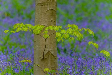 Blauglockenwald mit blühenden wilden Hyazinthen von Sjoerd van der Wal Fotografie