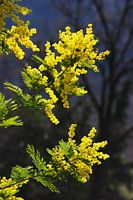 Mimosa 3/4