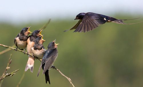 Hirondelle de grange