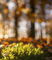 Bokeh party in the forest