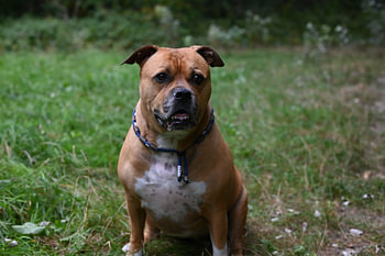Brauner Stafford-Hund sitzt im Wald und schaut in die Kamera