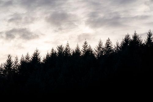 Bos Silhouet tegen Bewolkte Lucht