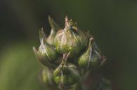 Van Nederlandse Bodem by Kimberly de Pater thumbnail