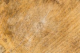 jaarringen, boom dwarsdoorsnede, kleurversie by Wim Demortier