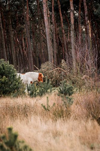 Paard Verstilde Boswandeling tussen Dennenbomen