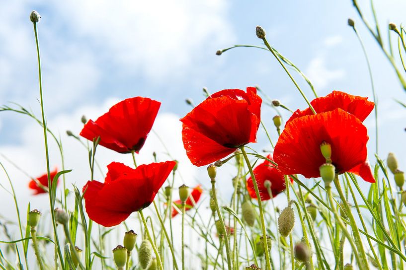 Poppies by Inge Jansen