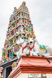 Entrance to a Hindu temple on Pagoda Street featuring statues of sacred cows by Patrick Kilb