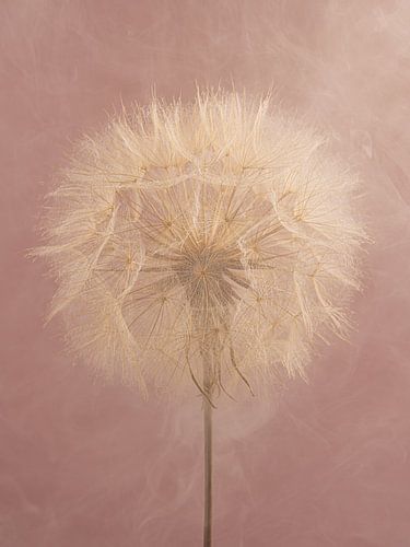 Élégance naturelle - Rose pâle avec une boule de plumes finement travaillée