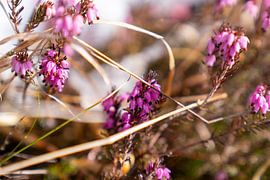 Crocus & heather in the mountains by Miriam Schwarzfischer Fotografie