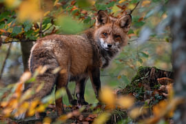 Rotfuchs im herbstlichen Wald von Sauerland-Fotos by Robin Deimel