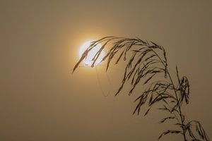 kunstvolle Spinnweben im Nebel bei Sonnenschein von anne droogsma