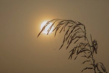 kunstvolle Spinnweben im Nebel bei Sonnenschein