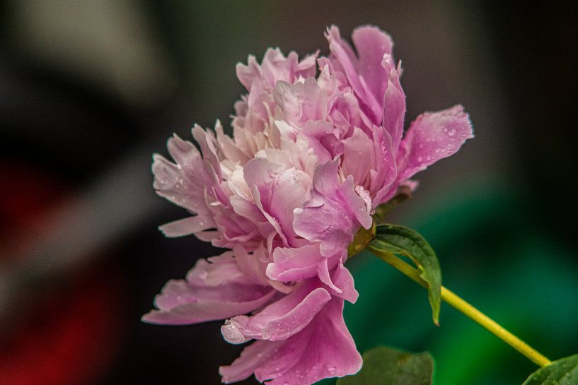 Wald Blumen Feld Landschaft Erzgebirge Pilze von Johnny Flash