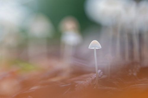 sfeervolle foto van een paddenstoelen