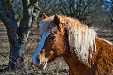 Une vue de la tête d'un magnifique cheval' sur Andreas Völkel