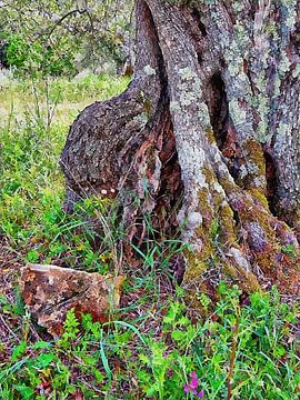 De voet van de oude olijfboom van Dorothy Berry-Lound