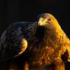 Aigle royal (Aquila chrysaetos), Aigle royal, Suède. sur Gert Hilbink