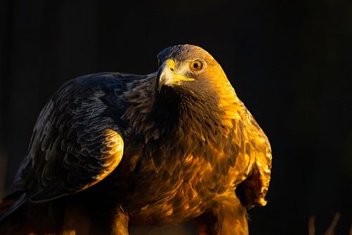 Steinadler (Aquila chrysaetos), Steinadler, Schweden. von Gert Hilbink