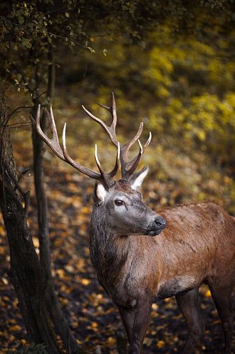 Edelhert kijkt de herfst tegemoet