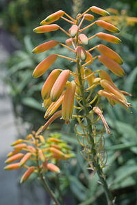 Blühende Aloe Vera Blumen