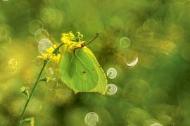 ekstatische Glückseligkeit von Sonne und Blumen nach tagelangem Regen von Margriet Louwen